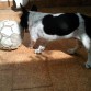 Jugando con el balón.